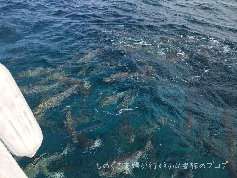 投入したさかなのエサに寄ってきた魚